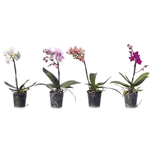 PHALAENOPSIS Potted plant, Orchid assorted colours, 9 cm
