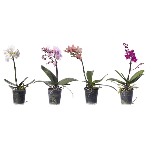 Four potted orchids in white, light pink, dark pink, and purple, each in small plastic pots.