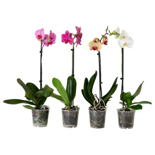 Four potted orchids in pink, pink, yellow, and white flowers. Plants are in clear containers with lush green leaves.