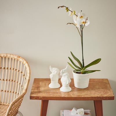 PHALAENOPSIS Potted plant, Orchid assorted colours, 12 cm