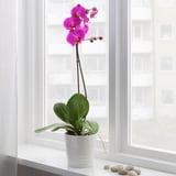 PHALAENOPSIS Potted plant, Orchid assorted colours, 12 cm