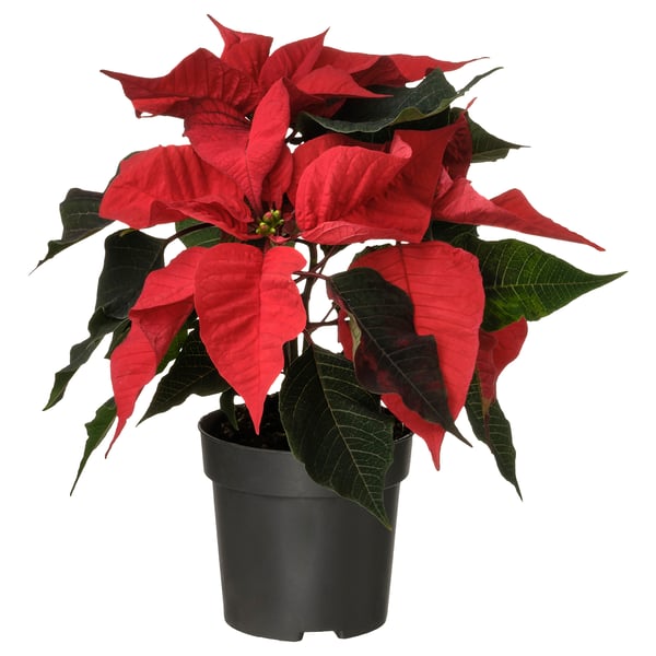 Bright red POINSETTIA in dark pot. Indoor plant with lush green leaves and vibrant red bracts, potted in black plastic container.