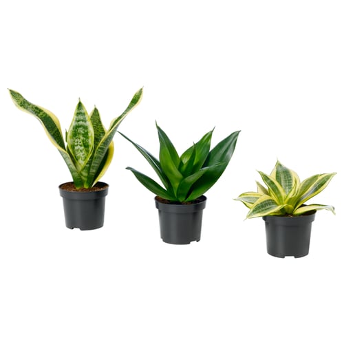 Three potted snake plants with green and yellow leaves in black plastic pots.