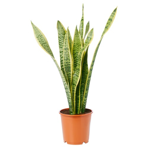 Orange-potted sansevieria with green-cream striped leaves.