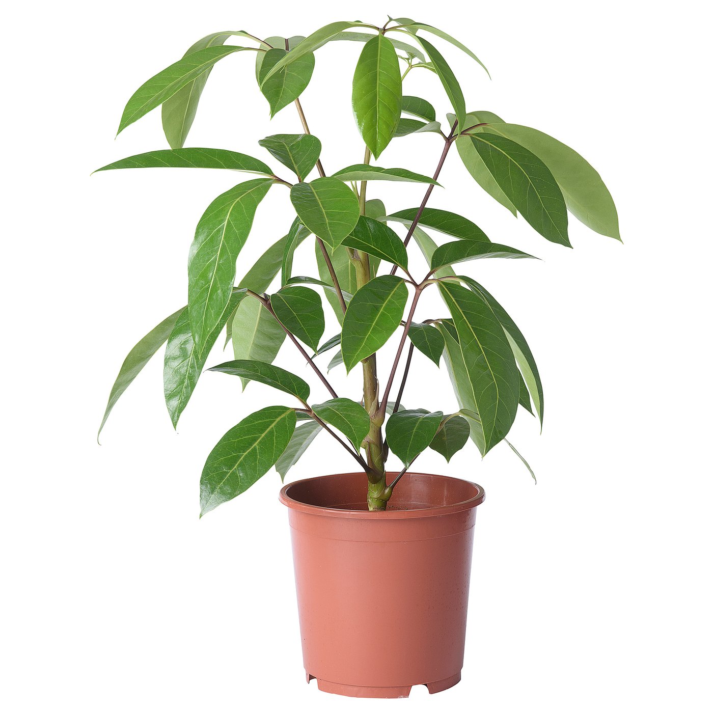 SCHEFFLERA ACTINOPHYLLA potted plant, Umbrella Tree, 19 cm IKEA
