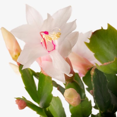 Beautiful blooming SCHLUMBERGERA, white petals with pink tips, green leaves, vibrant healthy plant detail.