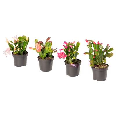 Four potted SCHLUMBERGERA plants in bloom, each with different coloured flowers, displayed in simple black plastic pots.