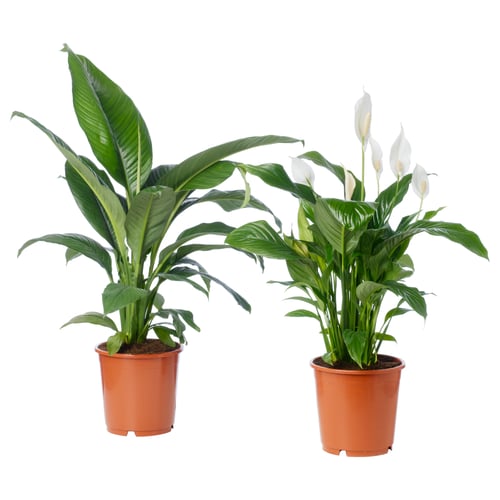 Two vibrant green leafy plants in orange pots. One has broad leaves, the other with white flowers and green leaves.