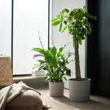 SPATHIPHYLLUM Potted plant, Peace lily, 25 cm