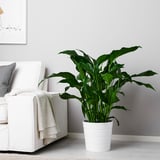 SPATHIPHYLLUM Potted plant, Peace lily, 25 cm