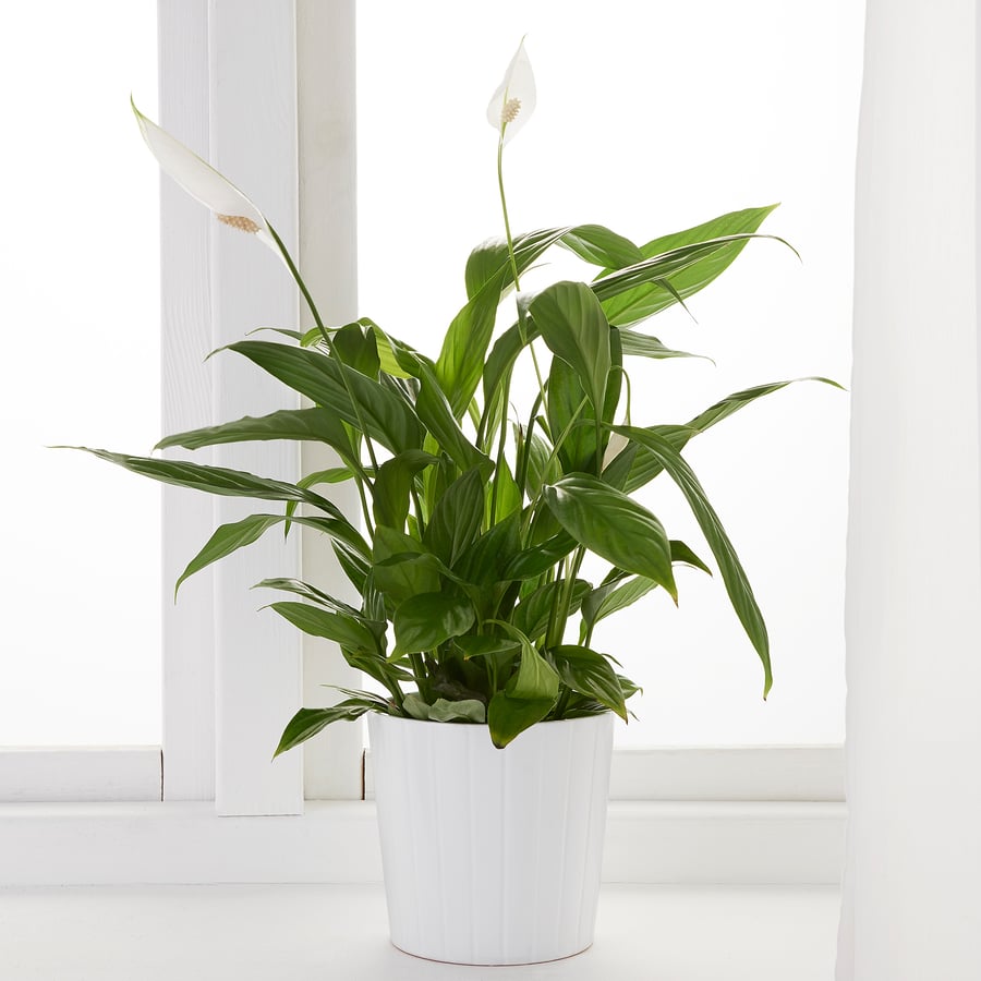 SPATHIPHYLLUM potted plant, Peace lily, 12 cm IKEA