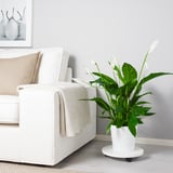 SPATHIPHYLLUM Potted plant, Peace lily, 25 cm