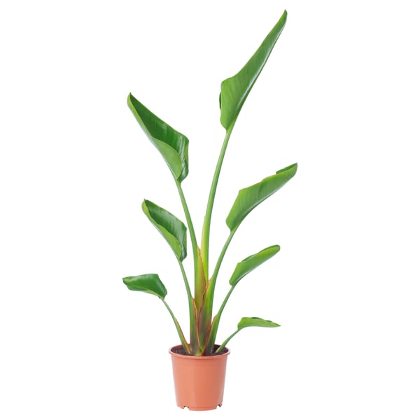 STRELITZIA Potted plant, Bird of paradise, 17 cm
