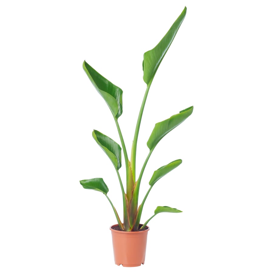 STRELITZIA potted plant, Bird of paradise, 19 cm IKEA