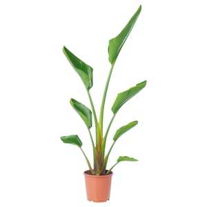 A potted STRELITZIA plant with green leaves in a terracotta planter.
