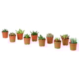 SUCCULENT Potted plant, assorted/Succulent, 6 cm