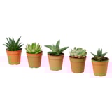 SUCCULENT Potted plant, assorted, 12 cm