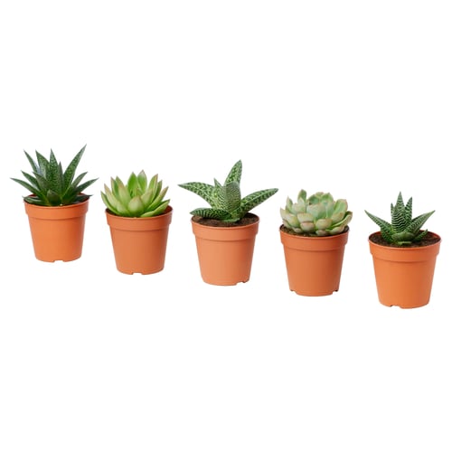 Five potted SUCCULENTs in small terracotta pots, arranged evenly.