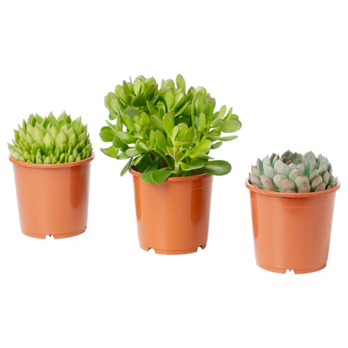 Three lush green SUCCULENTs in matching brown plastic pots, arranged in a row, showcasing different shapes and textures.