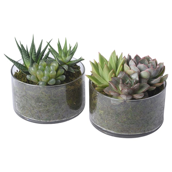 SUCCULENT Potted plant with pot, Succulent/arrangement, 12.5 cm