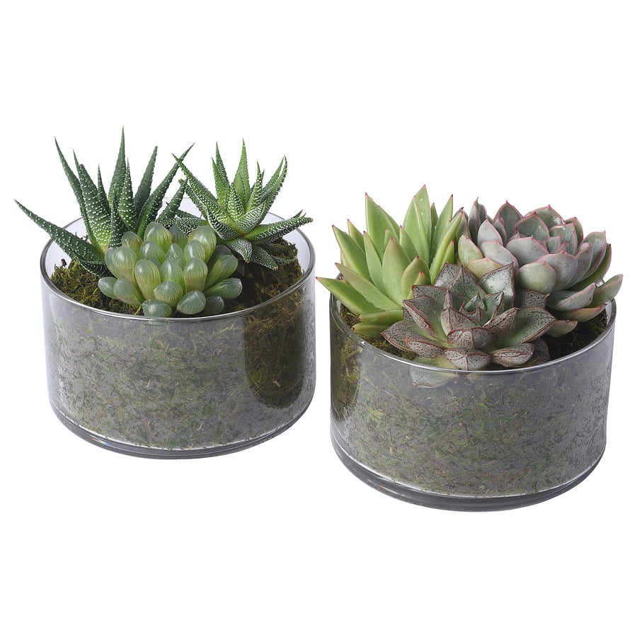 SUCCULENT potted plant with pot, Succulent/arrangement, 12.5 cm IKEA