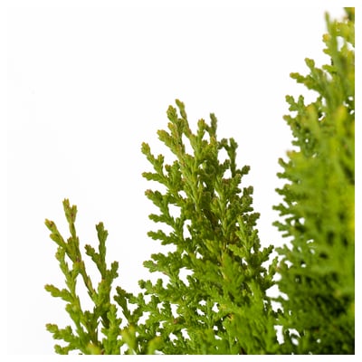 Close-up of vibrant green THUJA plant foliage, showcasing intricate texture and healthy leaves.