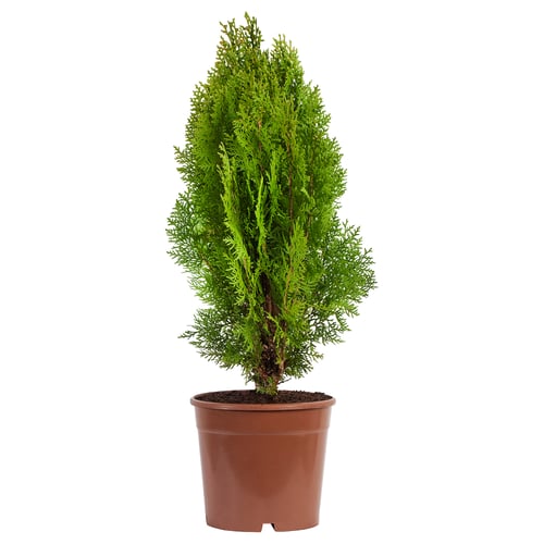 Small green THUJA plant in brown pot.