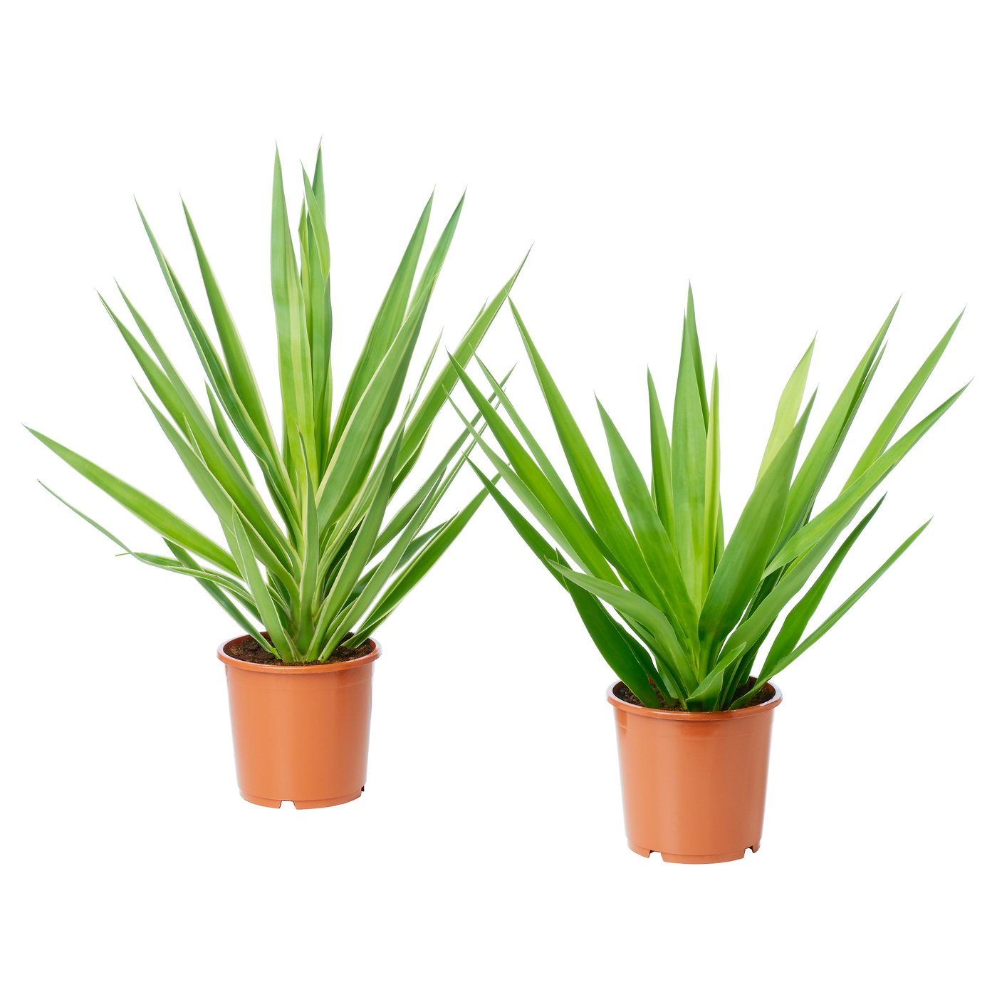 Yucca Elephantipes Potted Plant Assorted Colours Ikea