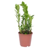 ZAMIOCULCAS Potted plant, Aroid palm, 19 cm