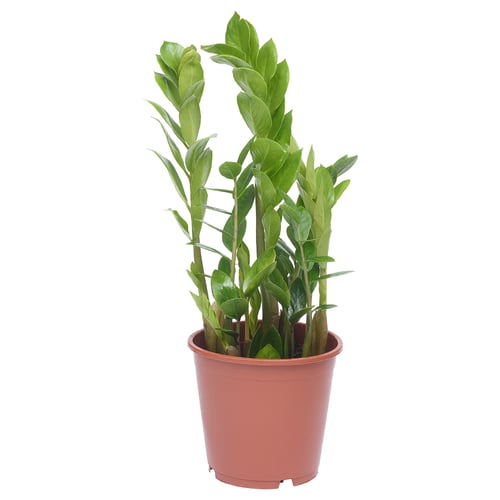 Red-potted ZAMIOCULCAS with green leaves.