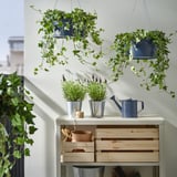 Blue ÅKERBÄR plant pots with green plants, watering can, wooden crates in bright space.