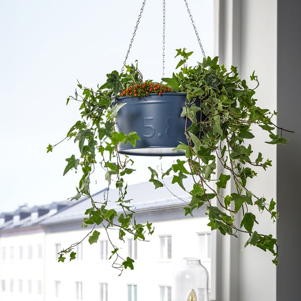 Hanging blue ÅKERBÄR planter with trailing green plants, positioned near a window against a white wall. Compact yet vibrant, adds indoor greenery.