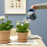 A person waters thriving potted plants using a blue watering can on a table.