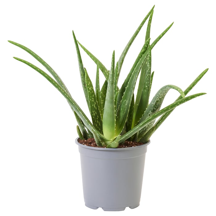 ALOE VERA Potted plant, Aloe, 19 cm IKEA Belgium