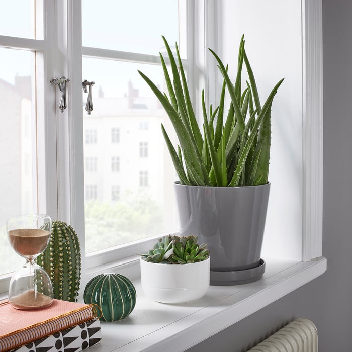 ALOE VERA Potted plant, Aloe, 19 cm IKEA Belgium