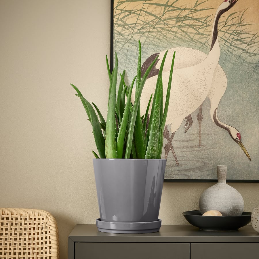 ALOE VERA Potted plant, Aloe, 19 cm IKEA Belgium