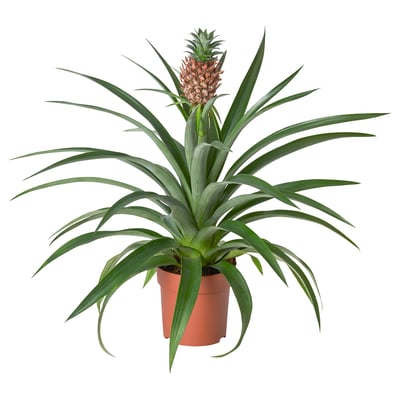 Potted pineapple with green leaves and budding fruit.
