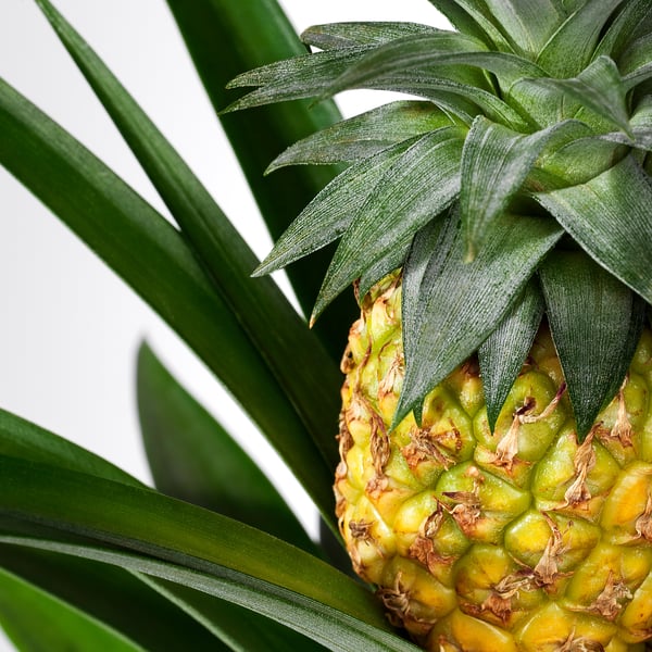 Close-up of vibrant pineapple with fresh green leaves, sharp texture, and bright color.