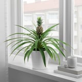Window with pineapple plant, books, and cup
