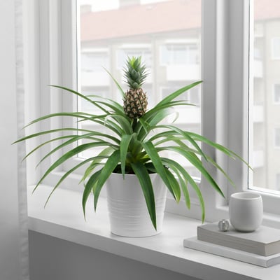Window with pineapple plant, books, and cup