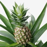 A vibrant, healthy pineapple surrounded by broad green leaves, fresh and lively.