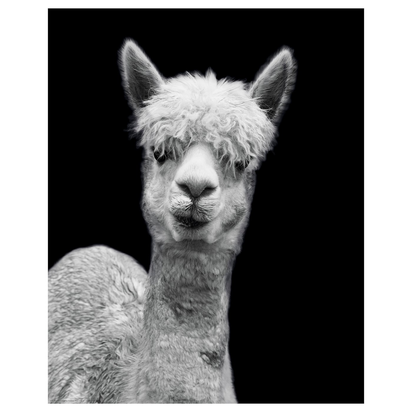 Black and white alpaca close-up poster. Soft fur detail, serene expression, stark contrast.