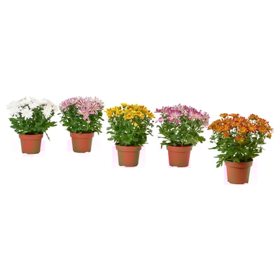 Five potted CHRYSANTHEMUMs in various colors displayed in brown terracotta pots.