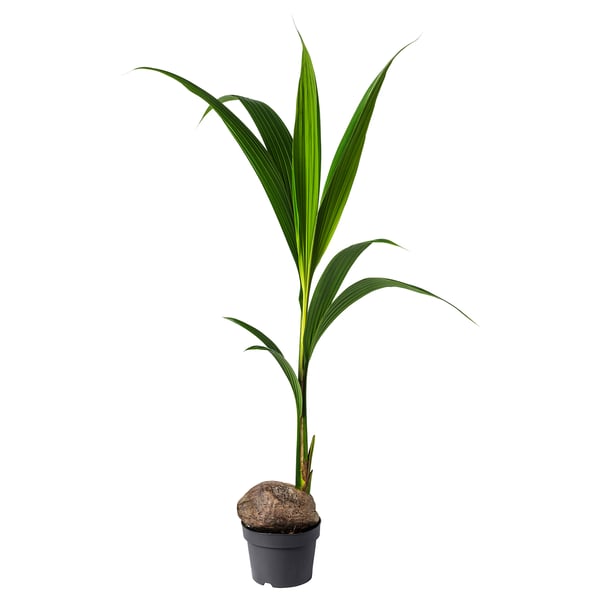 Green potted coconut plant