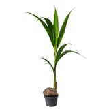 Green potted coconut plant