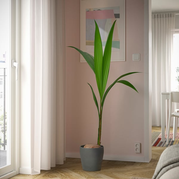 Potded coconut palm indoors.