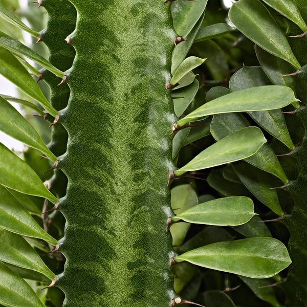 Vibrant green leafy plant, healthy and lush, attached to a textured stem with small bumps.