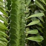 Vibrant green leafy plant, healthy and lush, attached to a textured stem with small bumps.