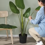 Caring for potted plant by green wall and chair.