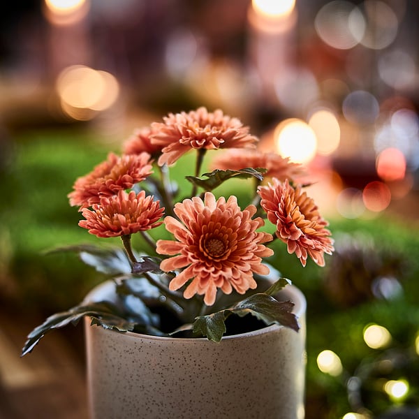 FEJKA Artificial potted plant, in/outdoor/Chrysanthemums orange, 9 cm